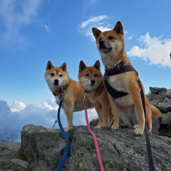 Three dogs standing on boulders high on a mountain top