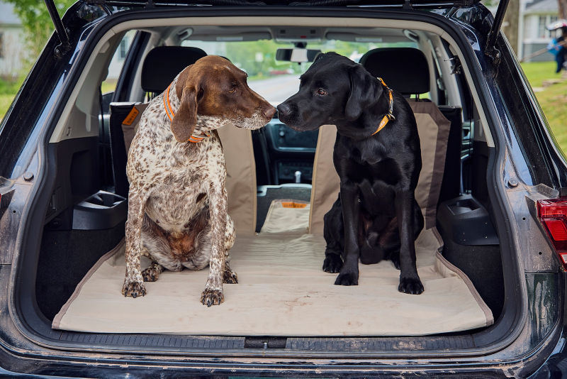 Two dogs touch noses in the cargo area of a vehicle.