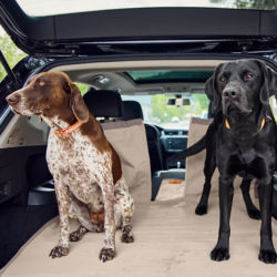 Two dogs standing on an Tough Trail® Grip-Tight® Cargo Protector