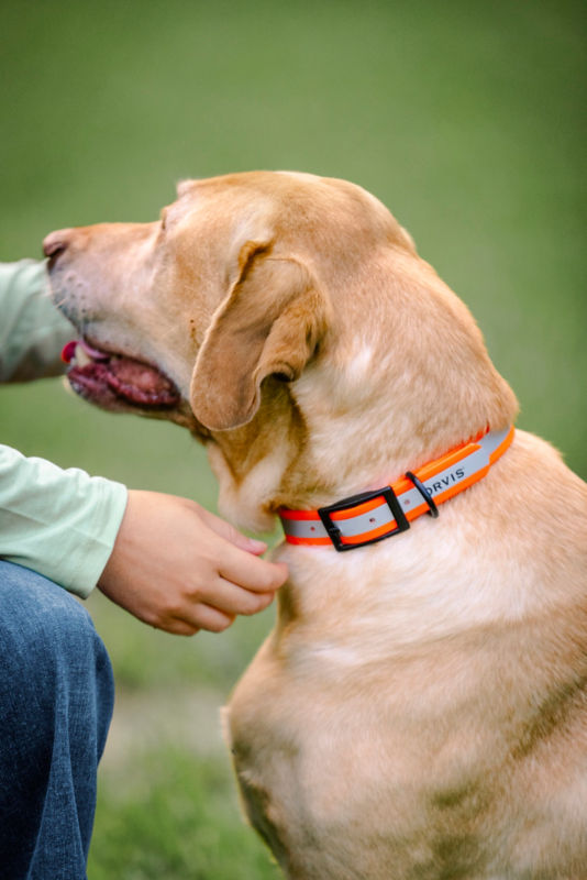 Orvis Waterproof Dog Collar - ORANGE image number 1