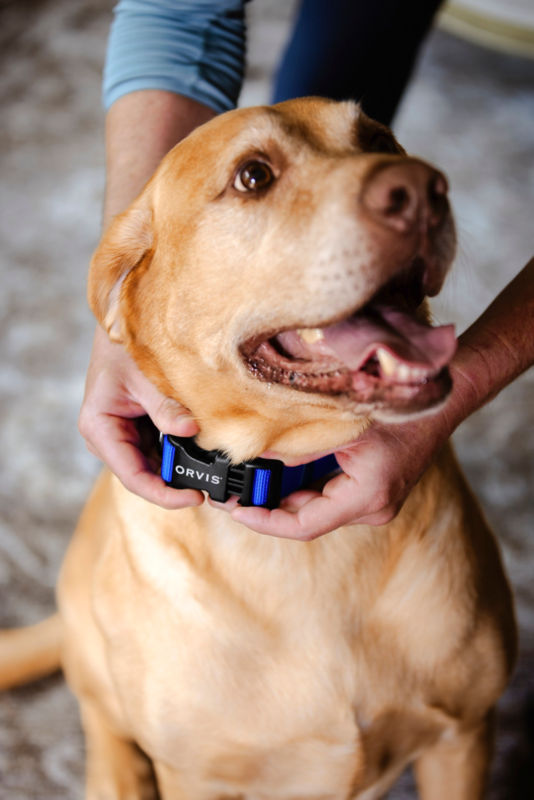 A smiling golden lab gets a blue collar attached by two hands.