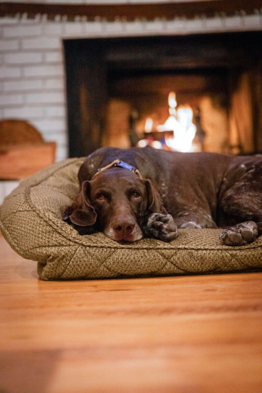 A chocolate lab lying on a dog bed next to a cheerful fireplace.
