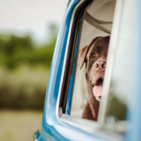 Dog looking out a car window