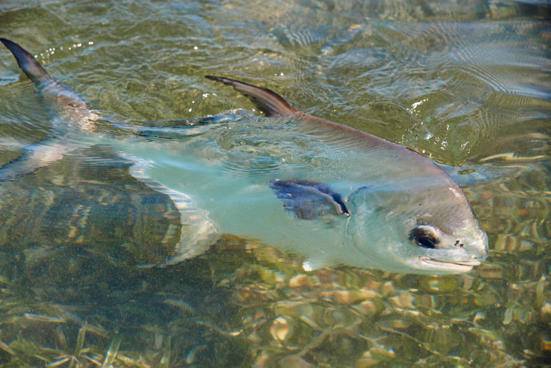 A permit peeks above the water.
