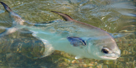 A permit fish looks up from beneath the water.