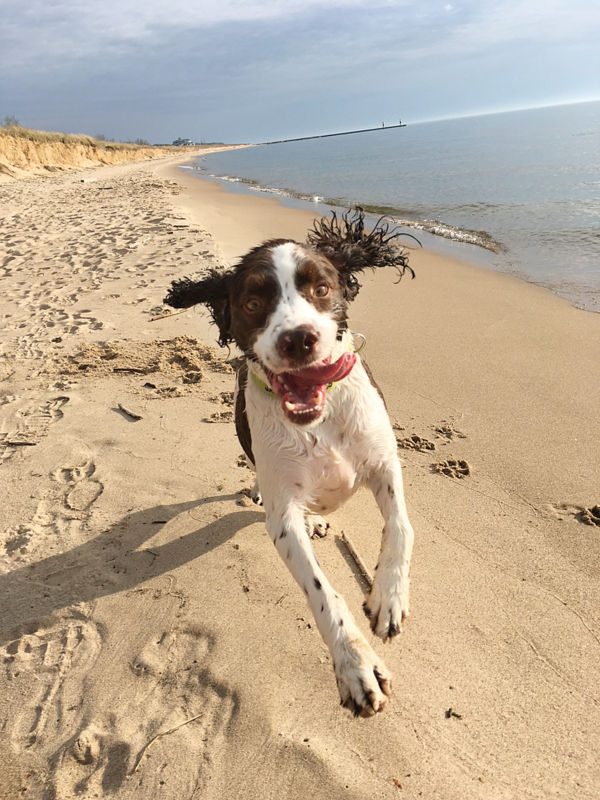 Happy dog running on the beach with their tongue out.