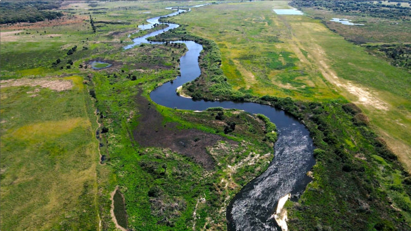 A drone-view of the Kissimee river winding through emerald grasslands