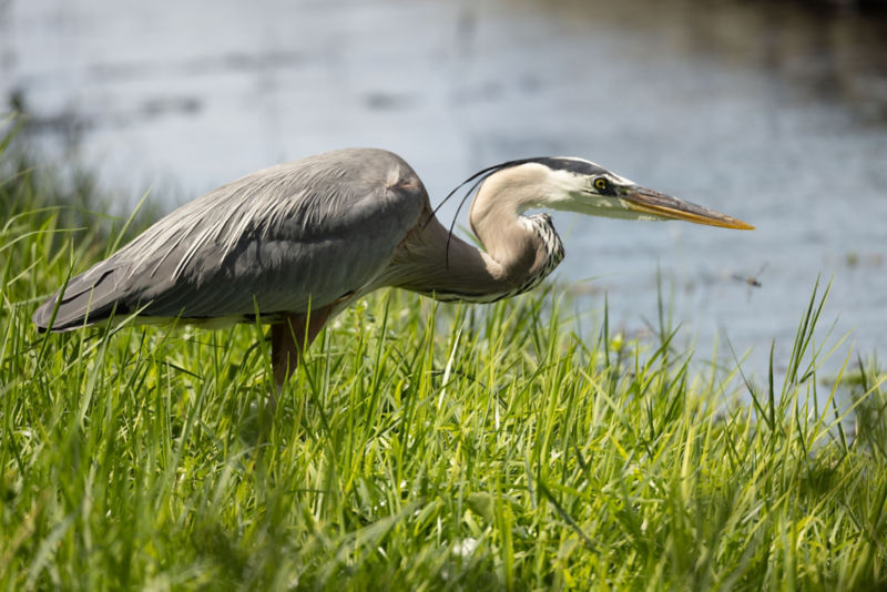A Great Blue Heron stands on a river bank