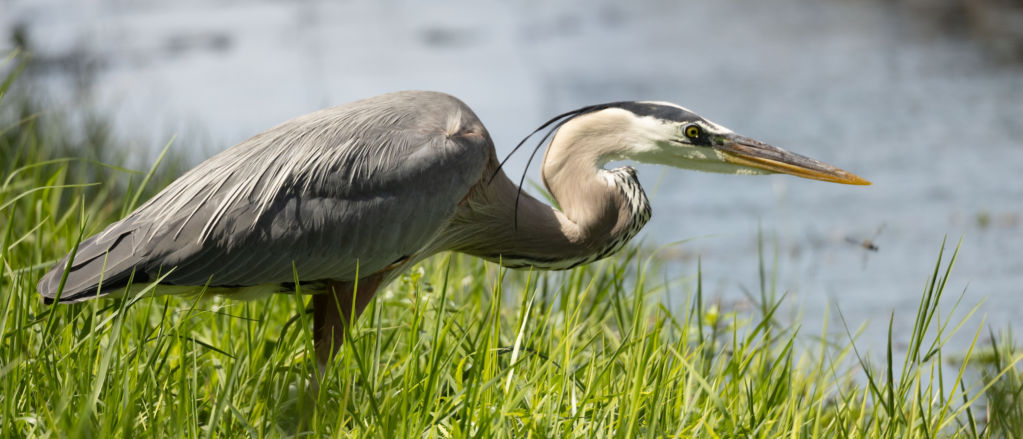 A Great Blue Heron stands on a river bank