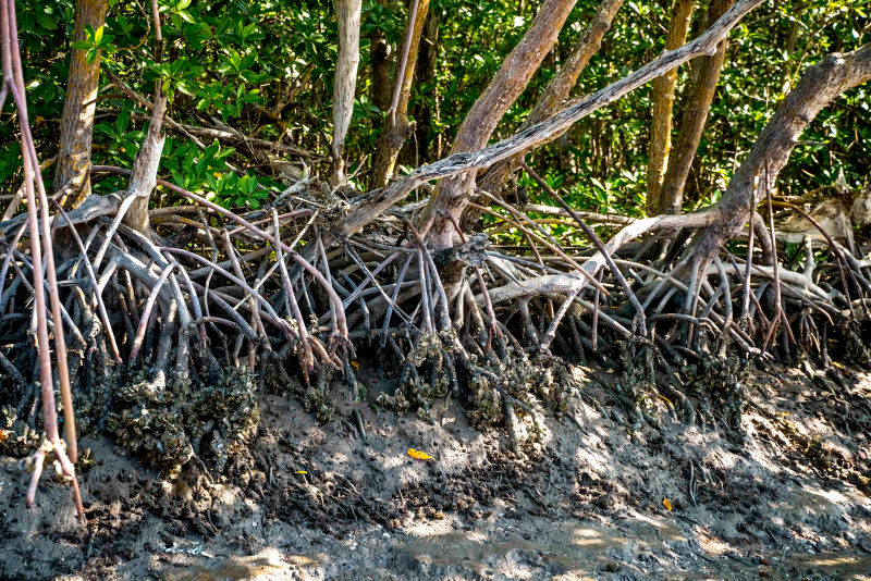The roots of mangrove trees braided together and holding the soil together