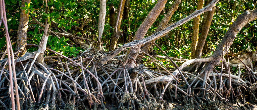 The roots of mangrove trees braided together and holding the soil together