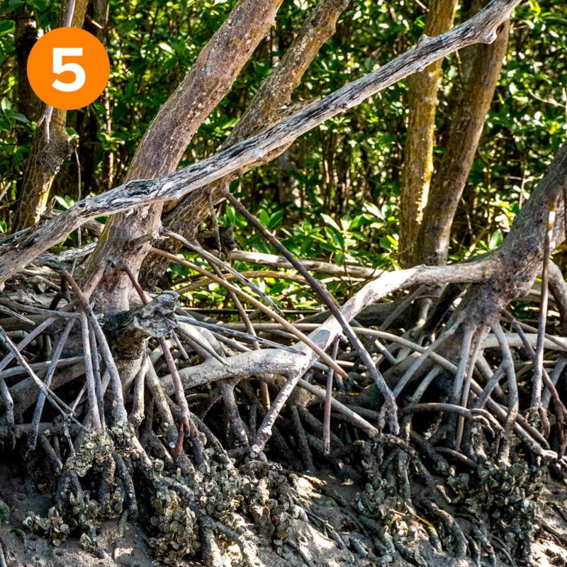 The roots of mangrove trees braided together and holding the soil together
