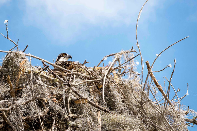 An osprey sits in a giant tangled nest beneath a big blue sky