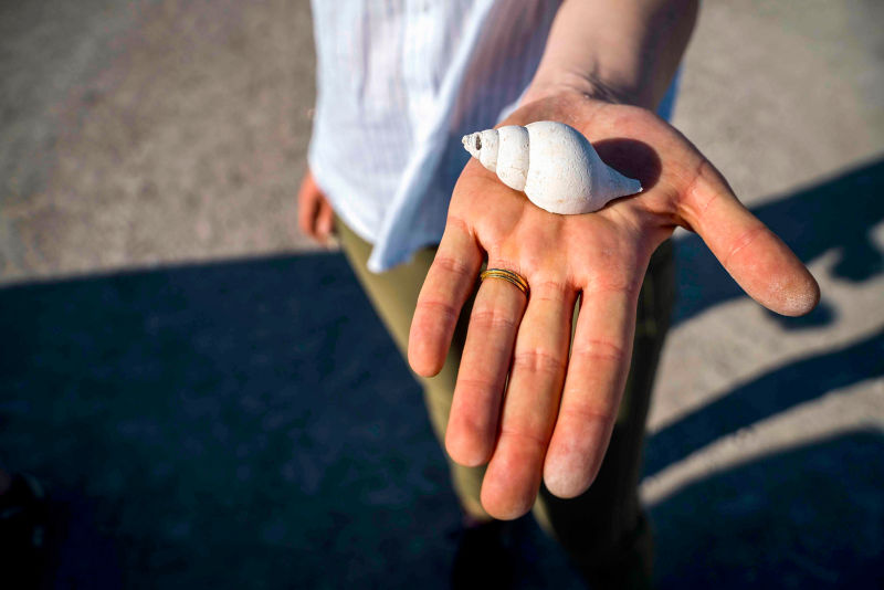 A spiral sea shell sits in the middle of a person's hand
