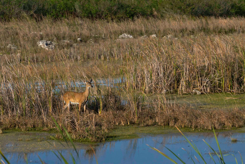 A deer stands amid reeds in a wetland