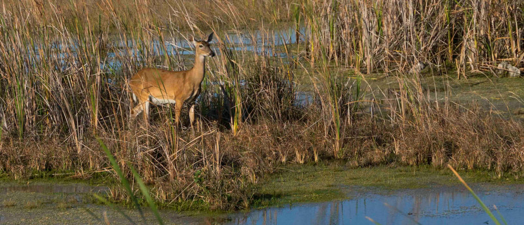 A deer stands amid reeds in a wetland
