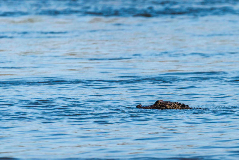 An American alligator floats on the Kissimmee River