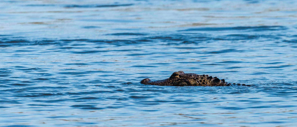 An American alligator floats on the Kissimmee River