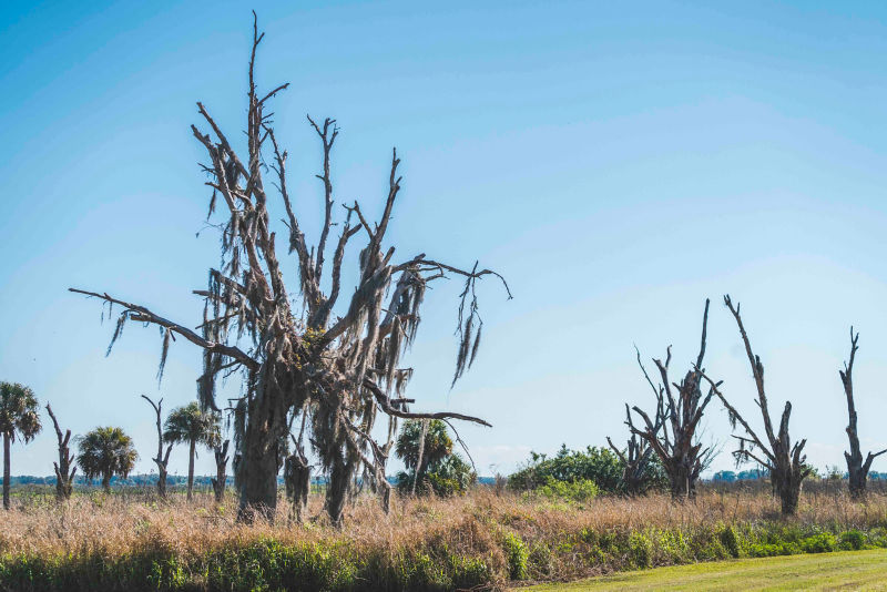Moss-covered dead trees rise above wetlands