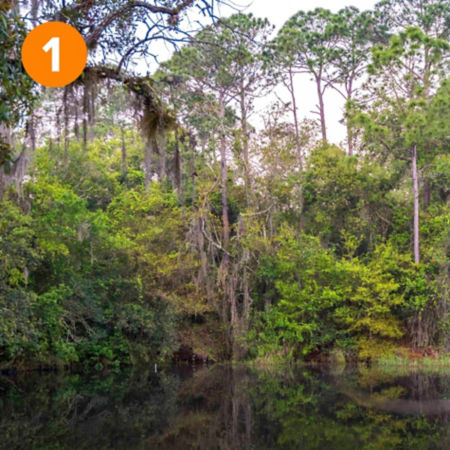 The vibrant greens of Shingle Creek shine in the sun coming through the trees