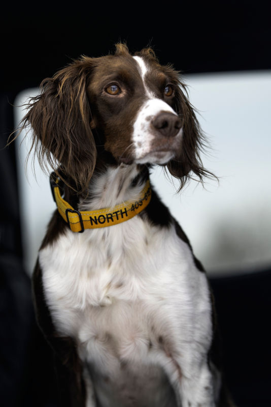 A gorgeous shot of a liver-and-white spaniel with an orange collar.