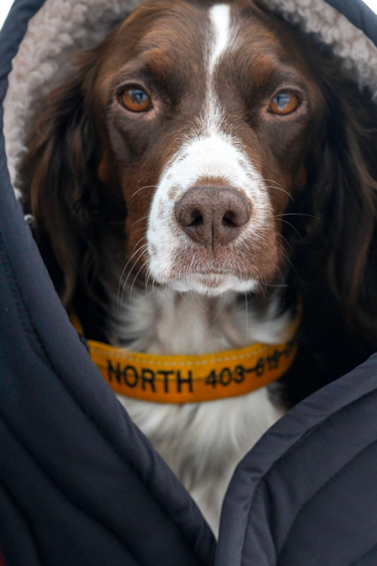 A spaniel wearing a yellow collar with the name North embroidered on it.