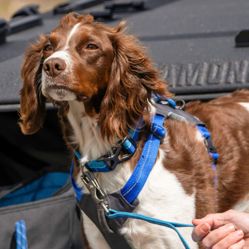 A close up of the four point harness.