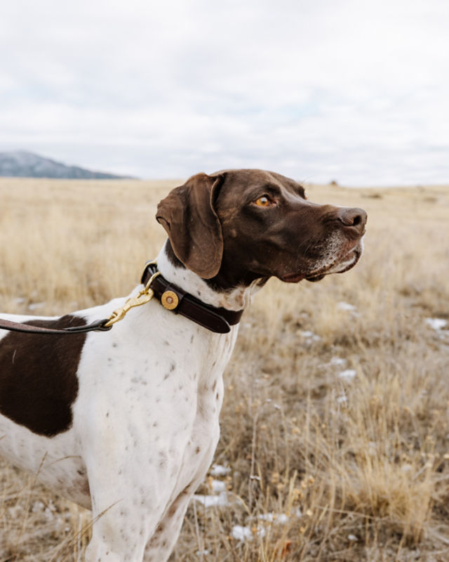A close-up of an alert brown and white dog wearing a leather collar.
