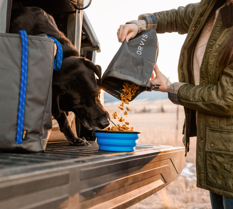 A dog is fed from a travel bag at the back of a truck.