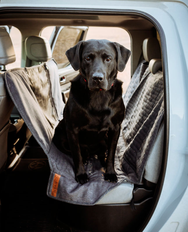A black dog sits on a gray backseat car protector.
