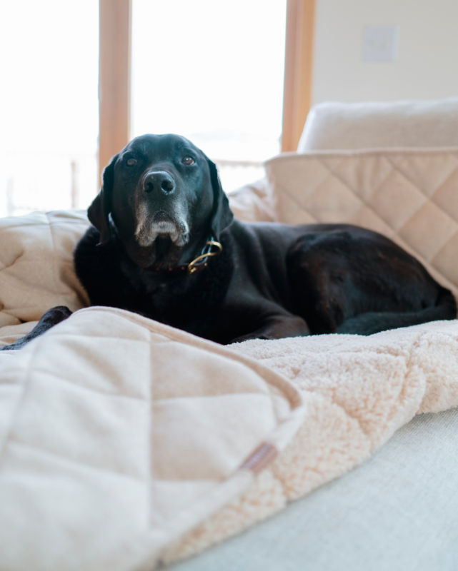 A black lab laying on an Orvis furniture protector laid over a couch.