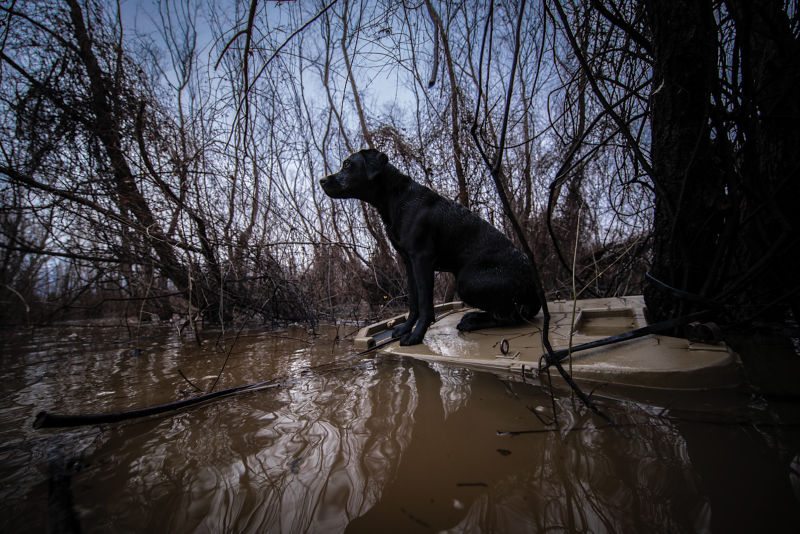 A black dog sitting on a stand just above muddy water.