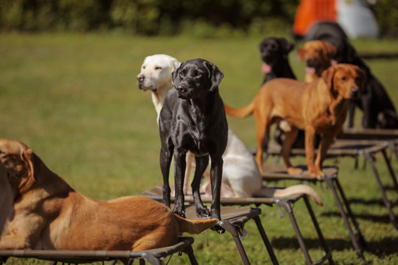 A line of bird dogs waiting on cots in the sun.