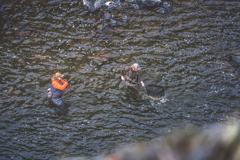 A guide helps an angler net their fish from thigh-deep in a wide river.