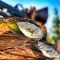 Grosse Savanne Waterfowl and Wildlife Lodge, LA -  image number 3