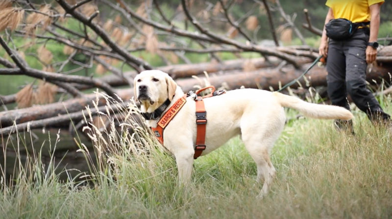 A yellow lab in a Search and Rescue harness stands among tall grasses.