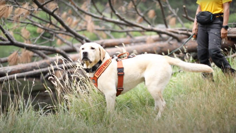 A yellow lab standing outside wearing rescue gear.