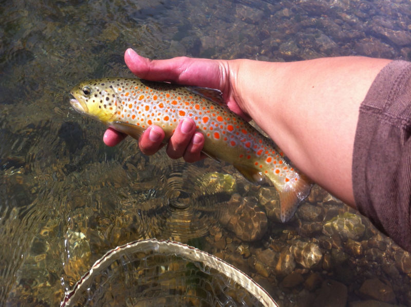 The Puccini trout of central Italy sport remarkable, bright spots.