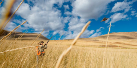 A hunter in a field raises their shotgun towards a rising bird