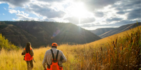 Two people in blaze orange hunting vests with shotguns pick their way through a field of tall grass.
