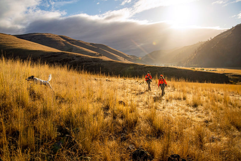 A black and white speckled dog leaps through golden tall grass