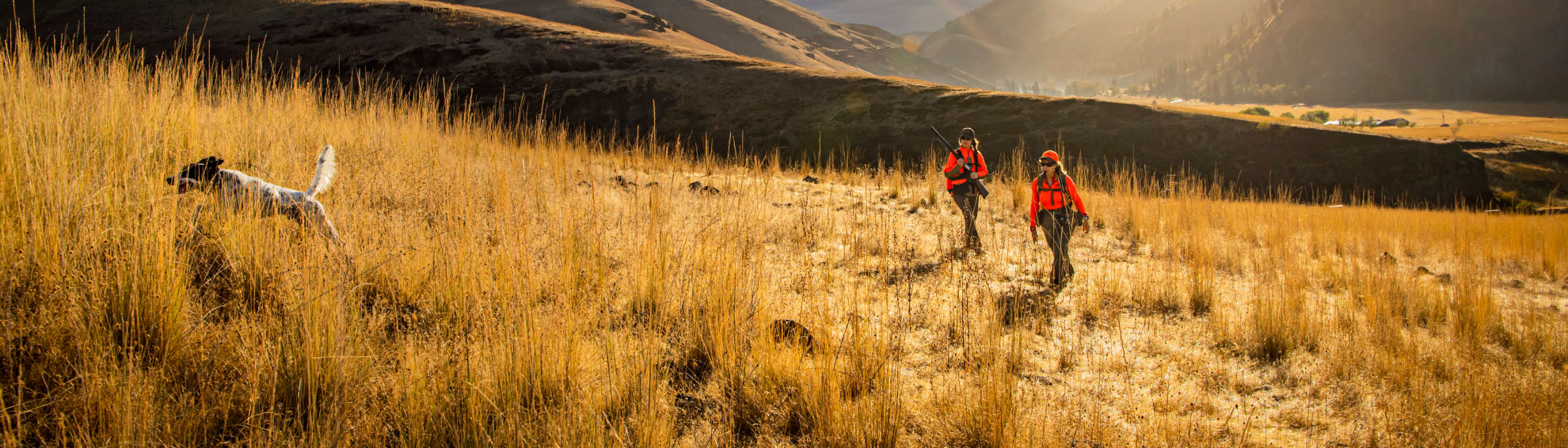 Two hunters follow a dog over hills covered in long golden grass