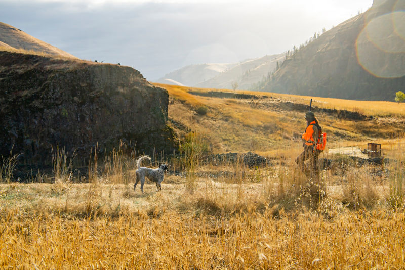 A hunter and dog in a field of dry grass in Idaho.