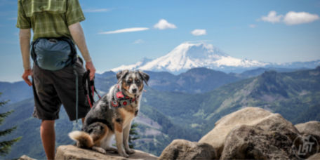 Dog and hiker at the summit of a mountain