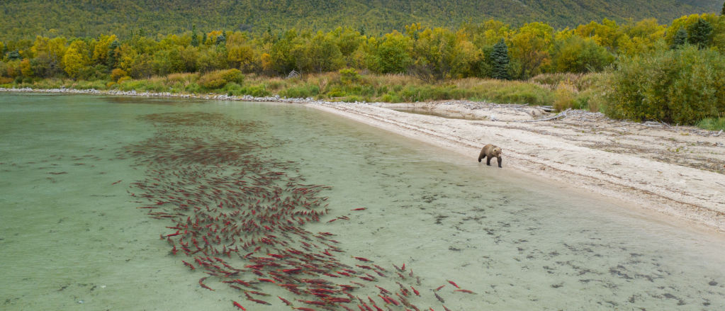 An aerial view of a brown bear walking a shoreline with a salmon run along its shore
