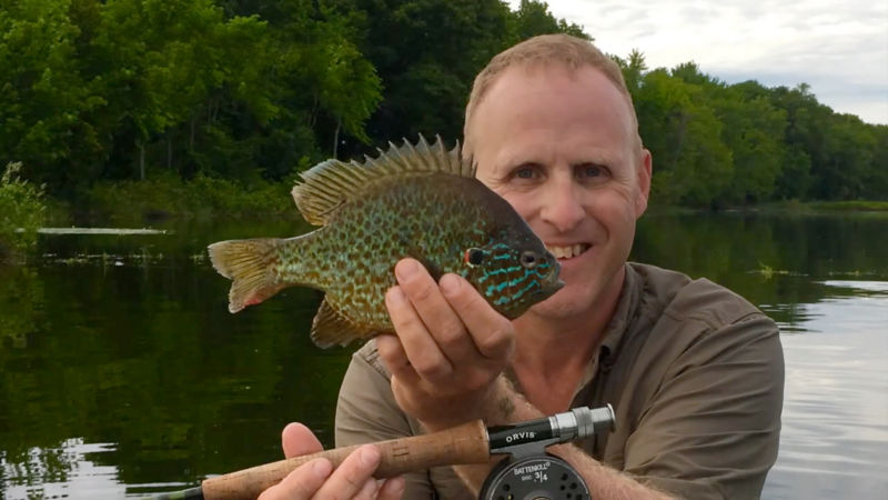  A man holding up a freshly caught pumpkinseed fish.