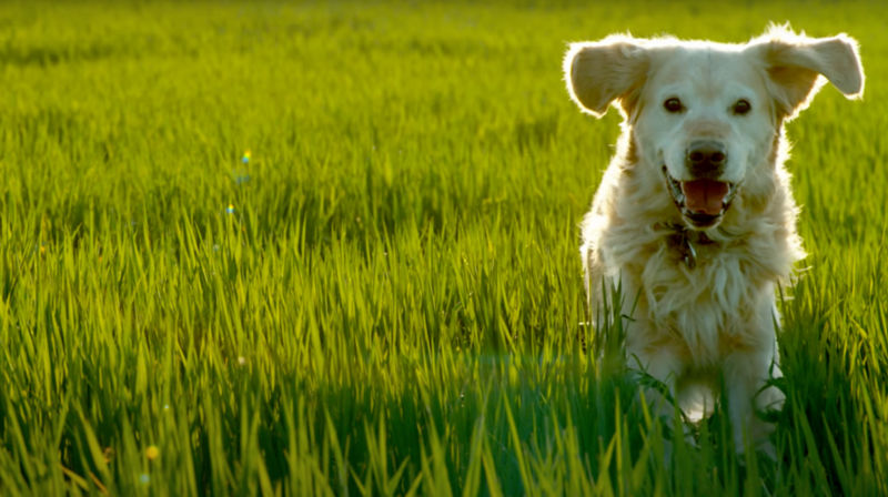A yellow dog running through tall, green grass