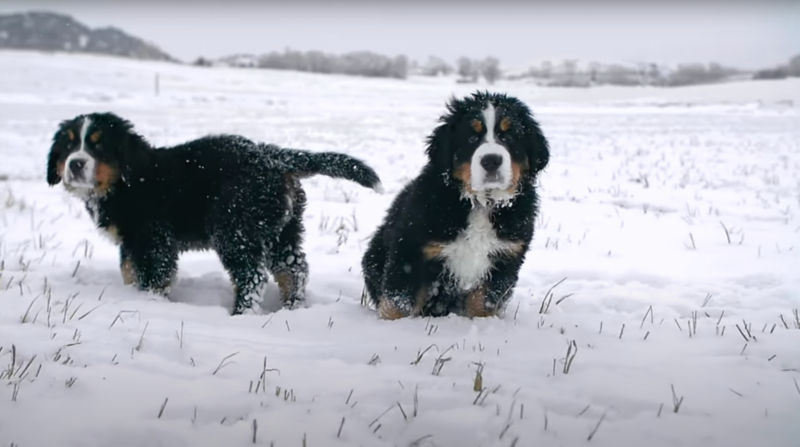 Two Bernese mountain dog puppies sitting in a snowy field