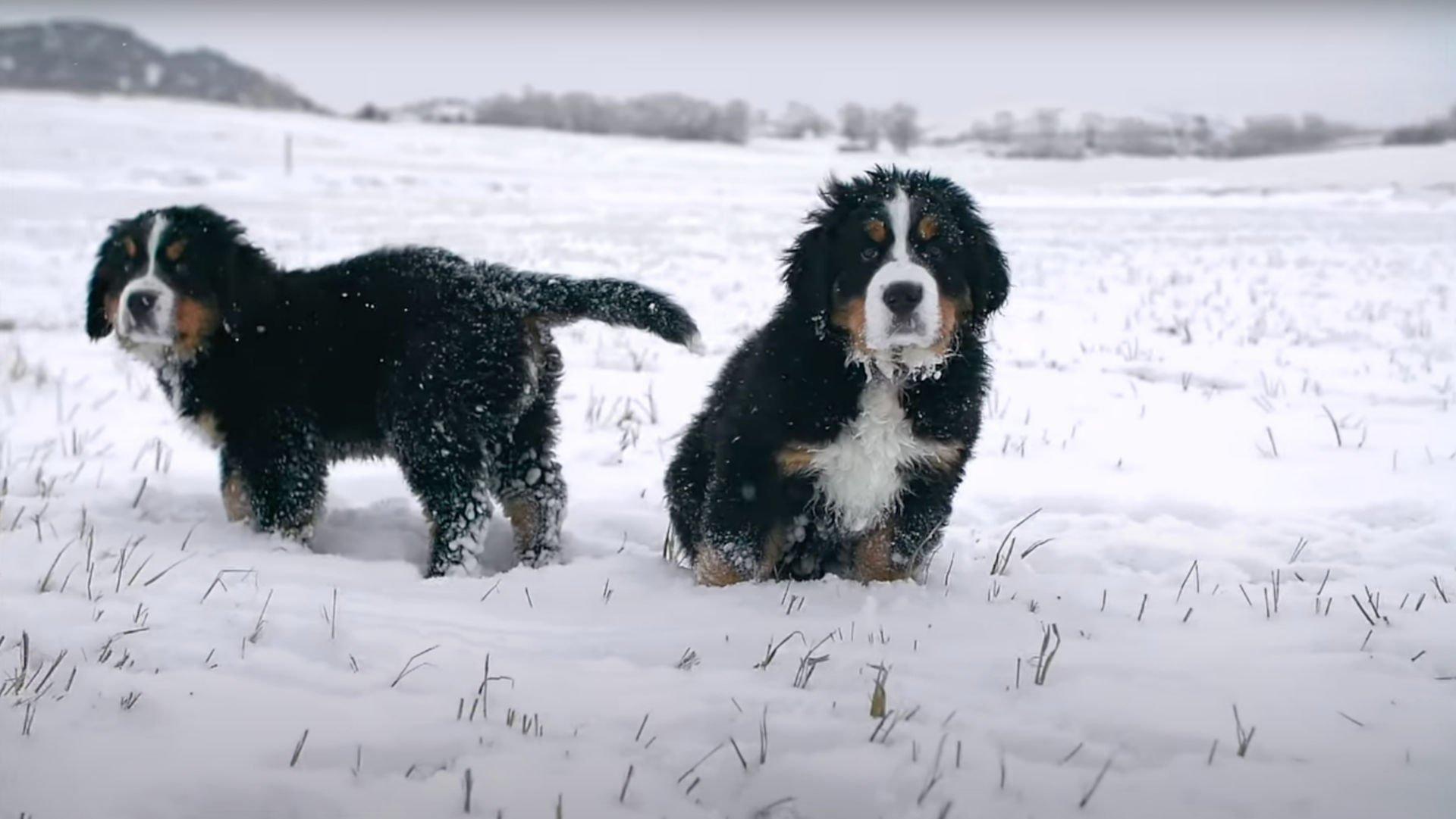 Two Bernese mountain dog puppies sitting in a snowy field