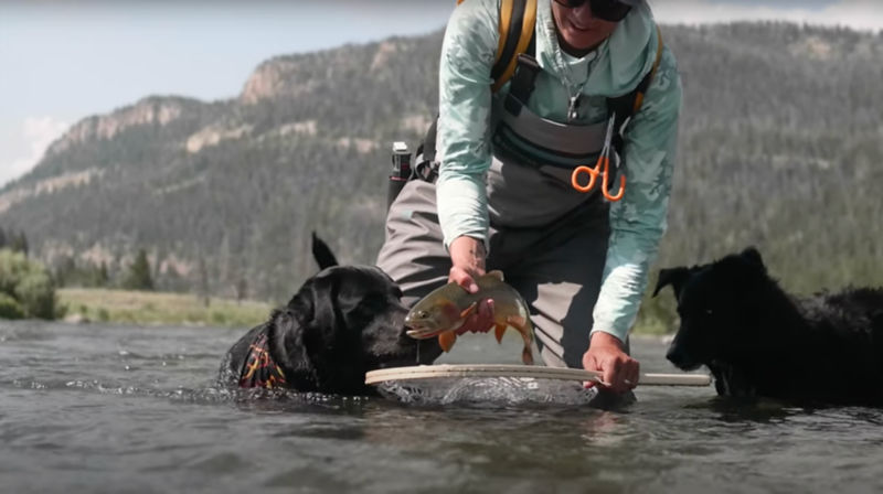 Two dogs in the water with an angler; one dog noses a just-caught fish mid-release from a net.